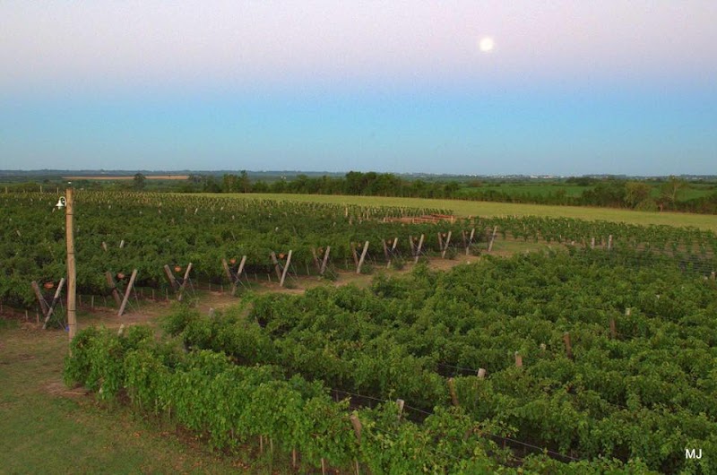 Viñedo Los Aromitos