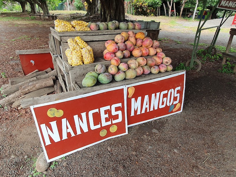 Nances & Mangos