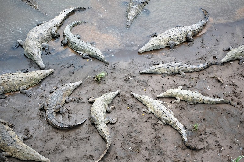 Crocodile Bridge