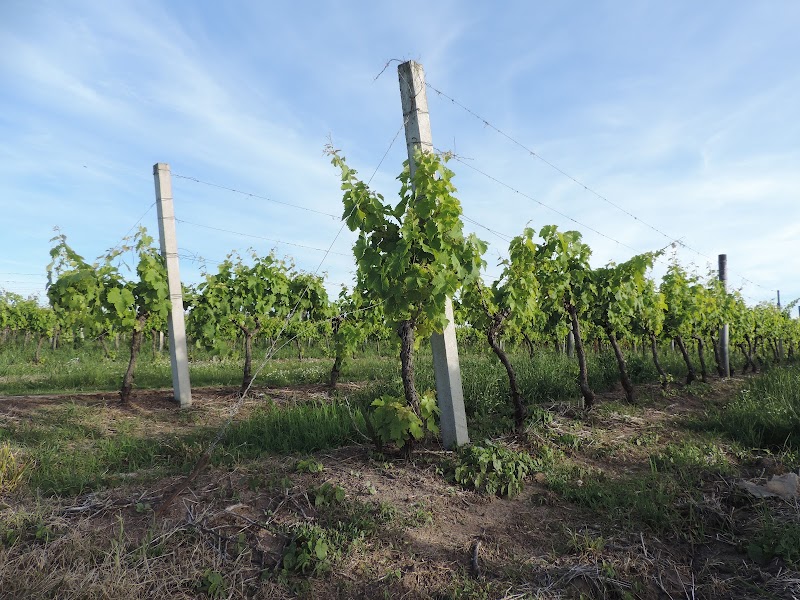 Bodega J. Chiapella